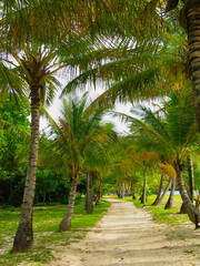 A sandy path in the shade of coconut palms, Mustique, Caribbean, St Vincent & the Grenadines.