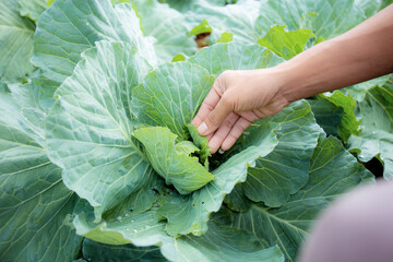 Hand of gadener on cabbage.