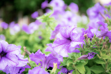 Purple flower with beautiful.