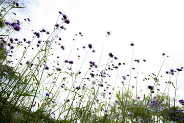 Purple of head flower in field at sky.