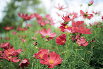 Red of cosmos flower in field.