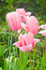 Close-up of beautiful tulips in flower greenhouse on pastel background.