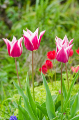 Close-up of beautiful tulips in flower greenhouse on pastel background.