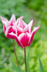 Close-up of beautiful tulips in flower greenhouse on pastel background.