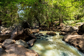 flowing river, big trees