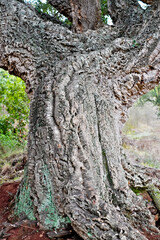 Close view of the trunk of a very old cork oak (Quercus suber), raw material for production of wine cork.