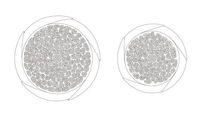Hair cross section 6_2 No commentary