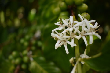 Coffee Plant in Bloom