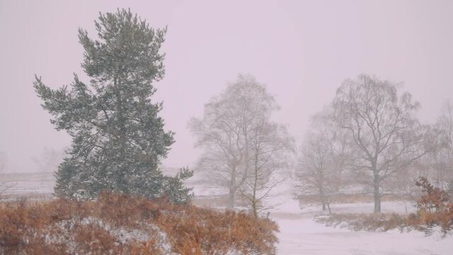 Peaceful Winter landscape scenery with light snow falling from grey sky.
