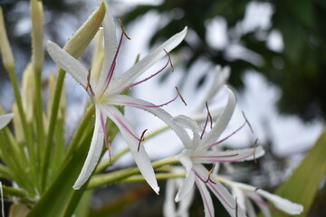 Spider lilies in Bloom