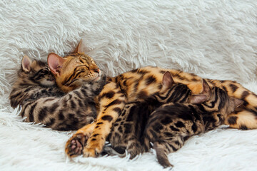 Bengal cat feeds her little kittens with breast
