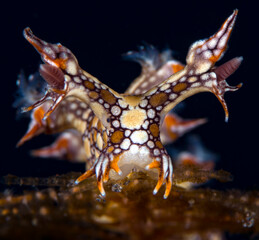 An amazing nudibranch (sea slug) - Bornella anguilla. Macro underwater world of Tulamben, Bali, Indonesia.