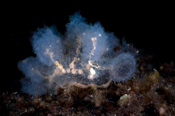 Obraz na płótnie Canvas Nudibranch (sea slug) - Melibe. Macro underwater world of Tulamben, Bali, Indonesia.