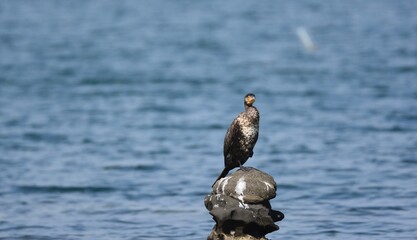 海辺のウミウの若鳥