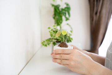 Unrecognizable Asian woman planting a small Stephania Erecta Craib in a clay pot close up.