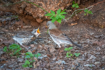 Thrush fieldfare, Turdus pylaris, feeds the chick with earthworms on the ground. An adult chick left the nest but his parents continue to take care of him.