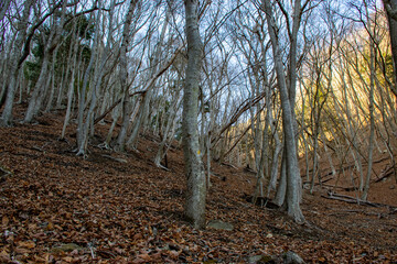 uphill mountain forest with trees and blue sky