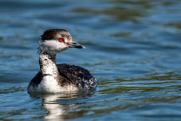 great crested grebe