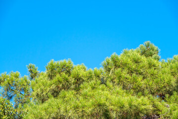 Obraz premium Green pine tree with long needles on a background of blue sky. Freshness, nature, concept. Latin: Pinus brutia