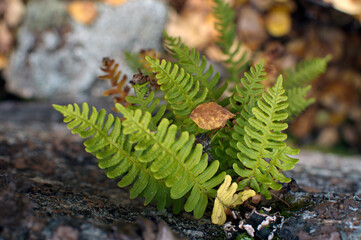 green moss on the stone