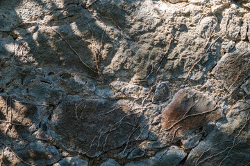 Background of Old stone wall with the remains of creeping plants