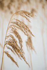 Spikelets of dry fluffy grass in winter. Dry beige grass on a blurry background. Macro. Snow