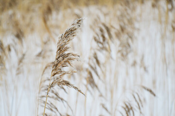 Spikelets of dry fluffy grass in winter. Dry beige grass on a blurry background. Macro. Snow