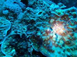 corals in the reef