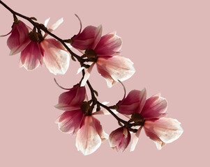 flowers flowers aroma perfume background pink, purple isolated buds  magnolia perfume sky spring season light colors
