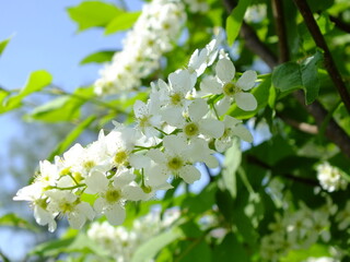 Fototapeta premium Delicate flowers of apple in forest in springtime