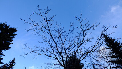 Tall leafless trees against blue sky