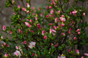 pink flowers in the garden