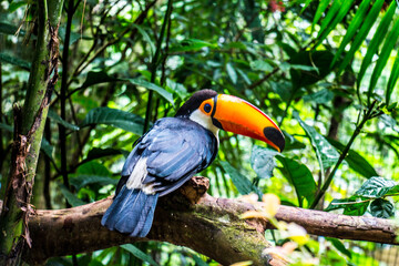 Naklejka premium Foz do Iguaçu