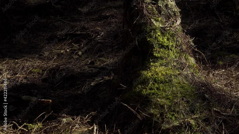 Poster 4k cob webs in the base of an old pine tree trunk surrounded by some moss and pine needles. 60fps.