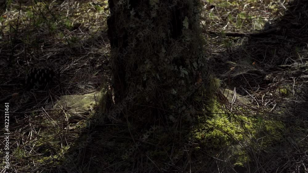 Aufkleber 4k cob webs in the base of a pine tree surrounded by some moss and pine needles. 60fps.