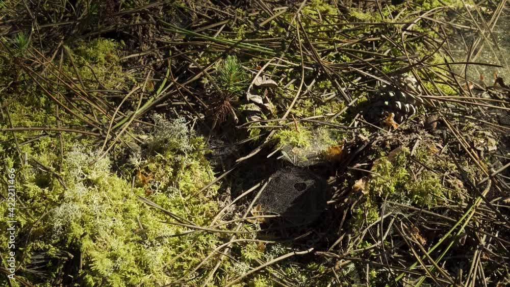 Poster 4k close up on a cob web in the middle of the moss surrounded by some pine needles and a pine cone. 