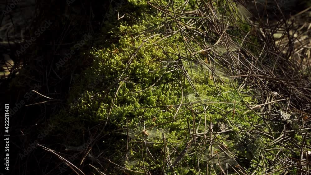 Poster 4k close up on a cob web in the middle of the moss surrounded by some pine needles, some shadows mov