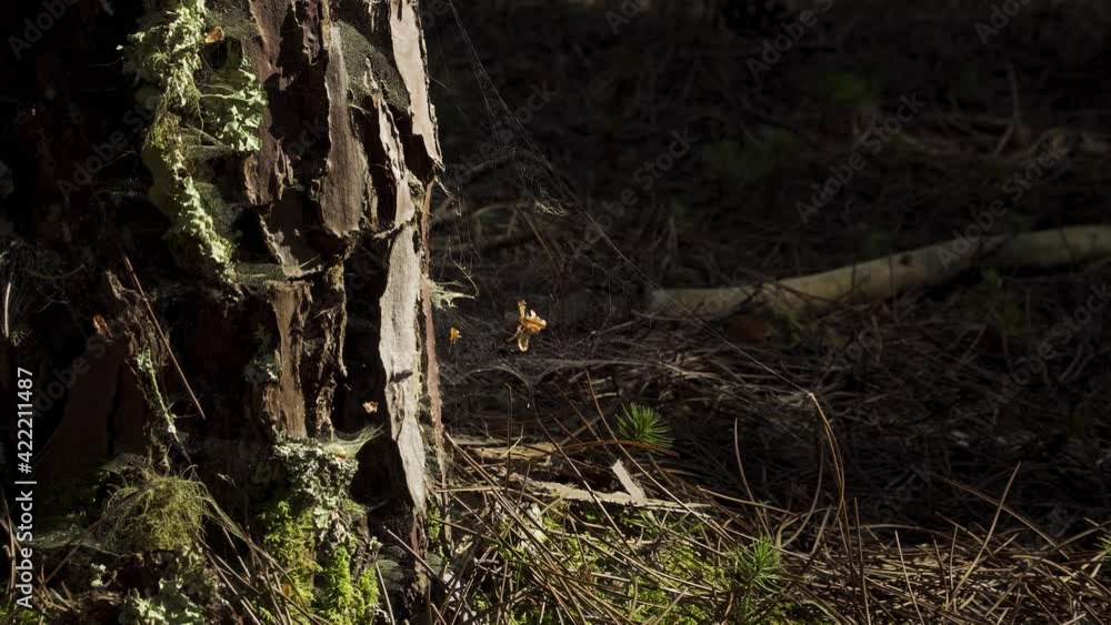 Poster 4k cob webs in the base of a pine tree surrounded by some moss and pine needles and a bay pine tree.