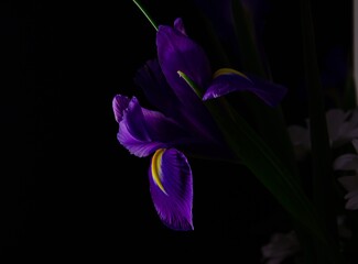 Irises on a black background