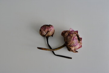 Closeup two withered lotus flowers of tropical water lily or nymphaea placed on rough wooden table,...