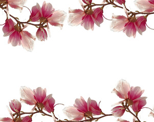 flowers flowers aroma perfume background pink, purple isolated buds  magnolia perfume sky spring season light colors