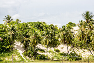 Obraz premium Mague seco, Bahia