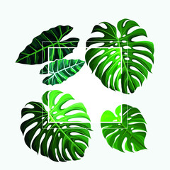 Fototapeta na wymiar tropical green leaves taro frame with white background - vector frame high resolution