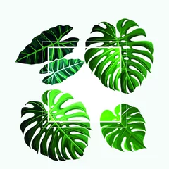 Deurstickers Monstera tropische groene bladeren taro frame met witte achtergrond - vector frame hoge resolutie