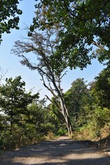 Beautiful scenic view from the top of mountain in foggy day at Uttarakhand.