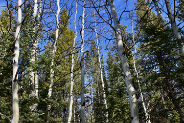 Fototapeta premium Aspen and pine forest against blue sky on a sunny day.