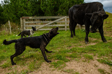 Huntaway working dog moving cattle. 