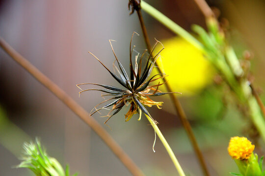 Dried Seeds Of Cosmos Flower