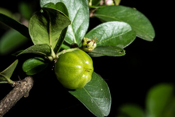 Obraz premium detail of green barbados cherry or acerola fruit (Malpighia glabra Linn) on a tree in Brazil