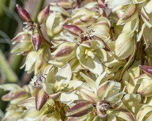 Large, leathery cream colored flowers of Mojave yucca (Yucca schidigera) which are obligately pollinated by a single species of moth - obrazy, fototapety, plakaty